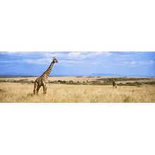 Giraffe In Maasai Mara Wall Mural