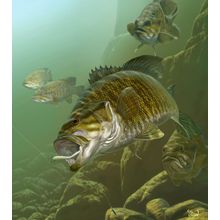 Dropshot Smallmouth Wall Mural