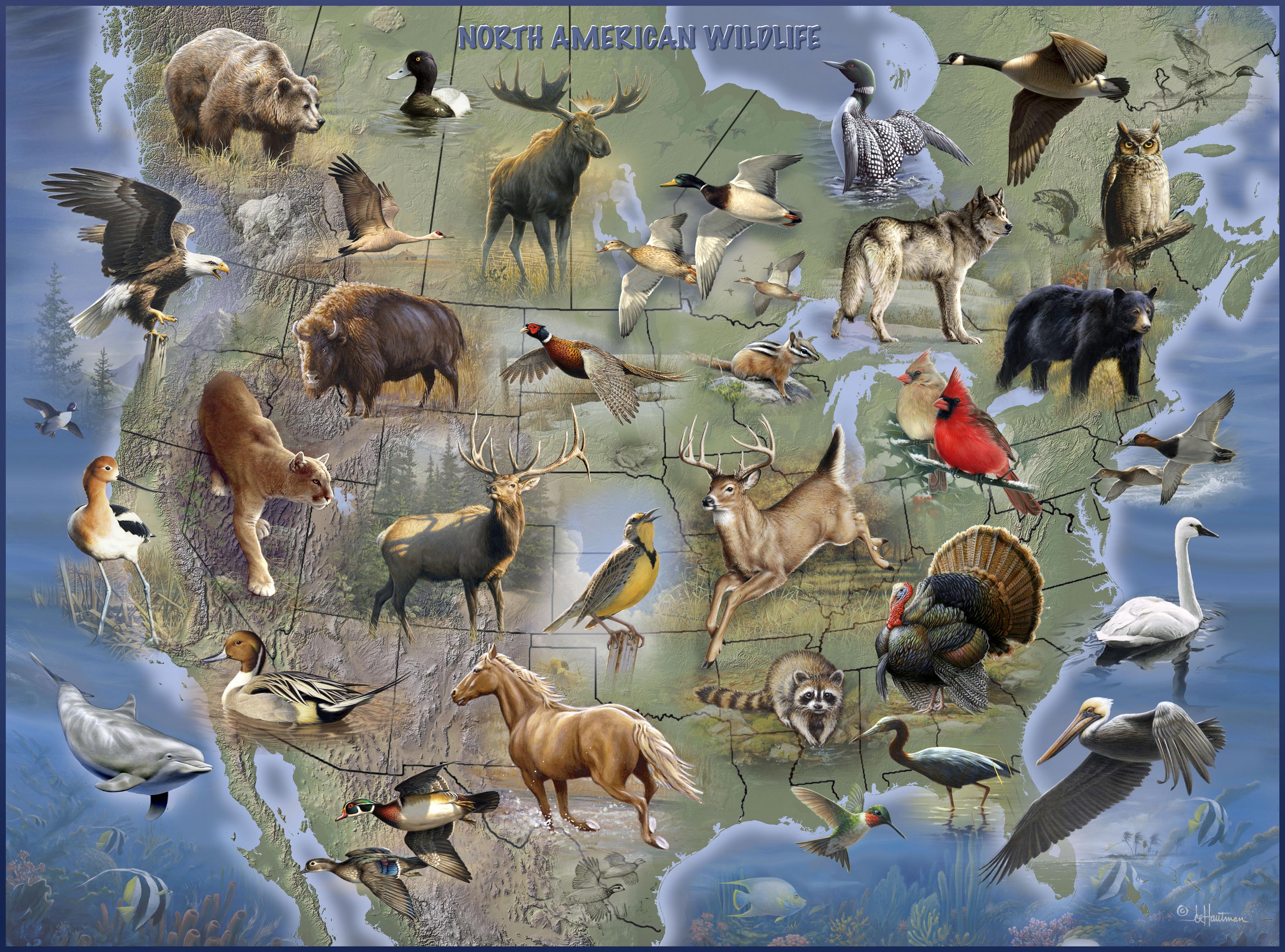 North American Wildlife Poster