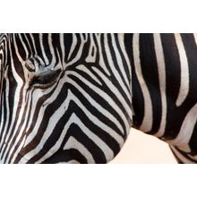 Zebra Close-up Wall Mural