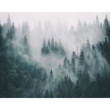 Gray Misty Forest Landscape Wallpaper Mural