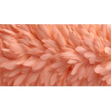 Beautiful Peach Feathers Wall Mural