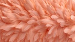 Beautiful Peach Feathers Wallpaper Mural
