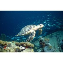 Hawksbill Sea Turtle Over Wreck Wall Mural