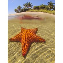 Cushion Starfish Wall Mural