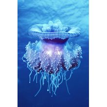Crown Jellyfish Wall Mural