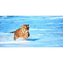 Bengal Tiger in Surf 2 Panoramic Wall Mural