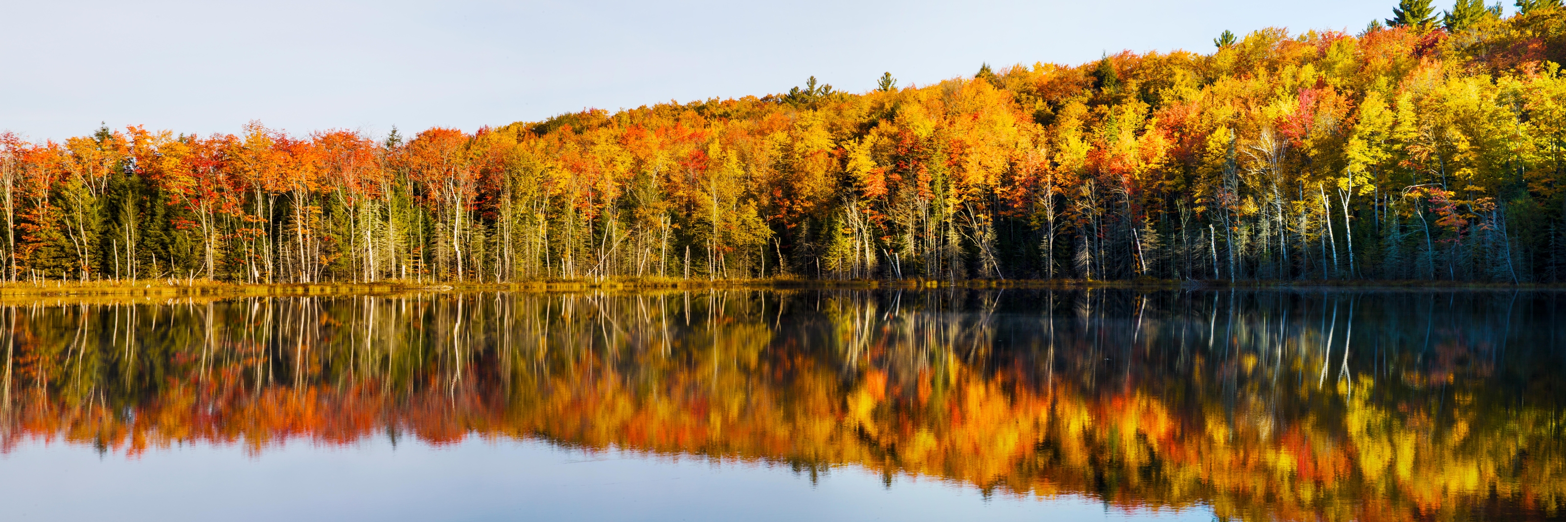 Reflection Of Trees In Pete's Lake Wall Mural - Murals Your Way