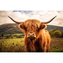 Highland Cow In Green Field In Scotland Wall Mural