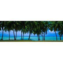 Aitutaki Lagoon Cook Islands Palm Trees Wall Mural