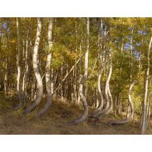 Dancing Aspens Of Ophir Colorado Wall Mural