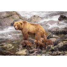 Alaskan Brown Bear And Cubs Fishing Wall Mural