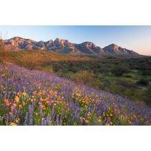 Colorful Flowers With View Of Santa Catalina Mountains Wall Mural