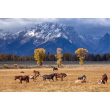 Wild Horses Graze Near Grand Teton National Park Wall Mural