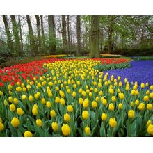 Colorful Tulips At Keukenhof Wall Mural