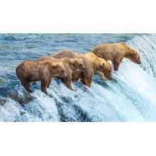 Bears Fishing Brook Falls In Katmai National Park Wall Mural