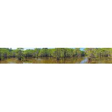 Caddo Lake Cypress Swamp Wall Mural