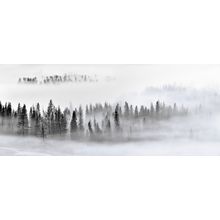 Black And White Foggy Forest Wall Mural