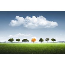 Seven Tree Wall Mural