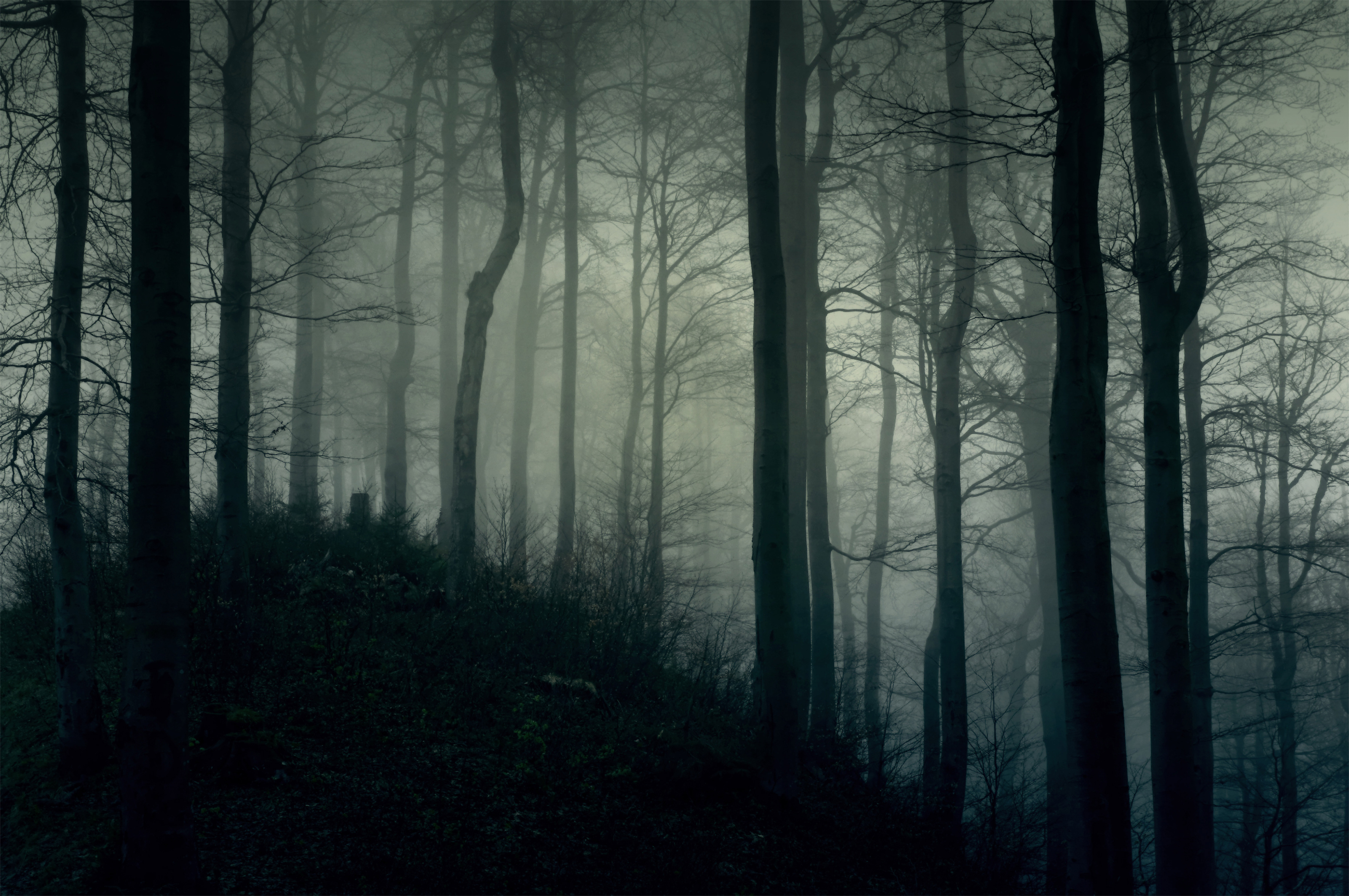 Foggy Dark Forest Wall Mural, image size:3200x2125