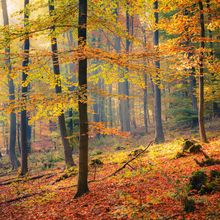 Foggy Autumn Forest Wall Mural