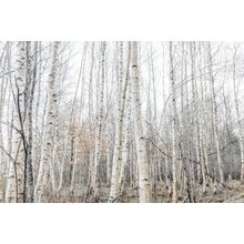 Birch Trees Landscape Wall Mural