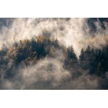 Fog In The Trees Wall Mural