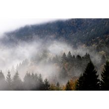 Foggy Woods In Autumn Wall Mural