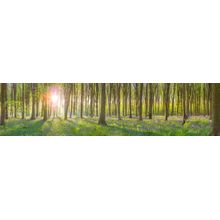 Sun Rays Through Trees Wall Mural