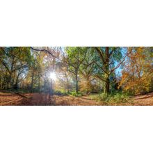 Sunrays Through Autumn Forest Wall Mural
