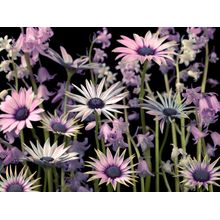 Meadow Flowers Wall Mural