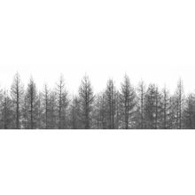 Black And White Trees In A Row Wall Mural