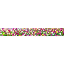Colorful Tulip Flowers Panoramic Wall Mural