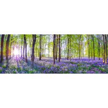 Sunrays Over Bluebells Panoramic Wall Mural