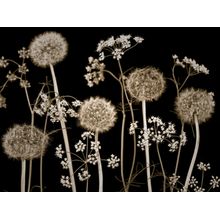 Meadow Dandelion Flowers Wall Mural