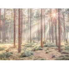 Misty Forest With Sunrays Wall Mural