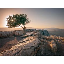 Tree At The Arbel Mount, Israel Wall Mural