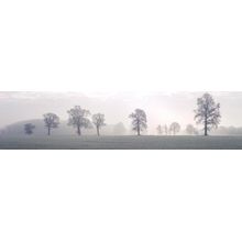 Black And White Misty Trees Wall Mural