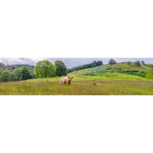 Highland Cows Panoramic Wall Mural