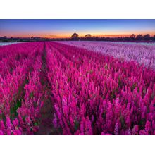 Delphinium Field At Dusk Wall Mural