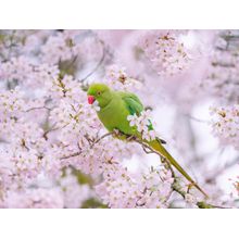 Parakeet Sitting On Blossom Tree Wall Mural