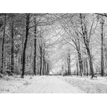 Snow Covered Footprints In The Forest Wall Mural