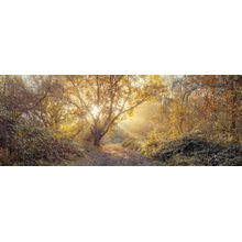 Sunrays Through Tree In Autumn Forest Wall Mural