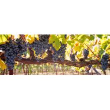 Close-up Of Grapes In A Vineyard