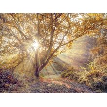 Sunrays Through Tree In Autumn Forest Wall Mural