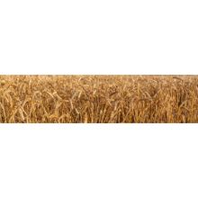 Panoramic Wheat Field Wall Mural
