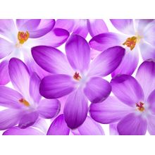 Purple Crocus Flowers Wall Mural