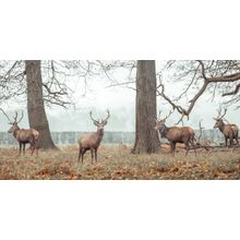 Stags In Forest Panoramic Wall Mural