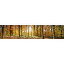 Sun Shining Through Autumn Forest Wall Mural