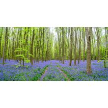Bluebell Forest Of Hertfordshire, UK Wall Mural
